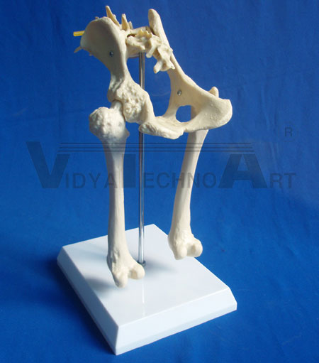 Dog’s pelvic model showing health and osteoporosis